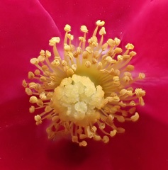 P4162390a